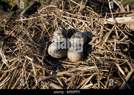 Nest met eieren van Kievit Nederland, la pavoncella uova Paesi Bassi Foto Stock