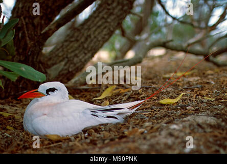 Adulto Roodstaartkeerkringvogel op nest Australie, Red-tailed Tropicbird sul nido Australia Foto Stock