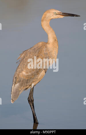 Roodhalsreiger juveniel Messico, rossastro Garzetta capretti Messico Foto Stock