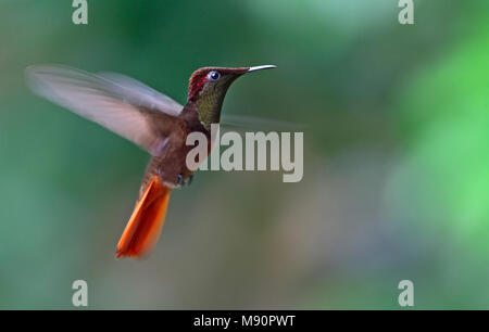 Rode Kolibrie zwevend Tobago, Rubino topazio Hummingbird hovering Tobago Foto Stock