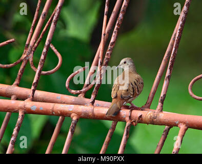 Adulto Steenduif zittend in hek ijzeren Tobago, Rubicondo colomba di massa adulto appollaiato sulla recinzione in ferro Foto Stock