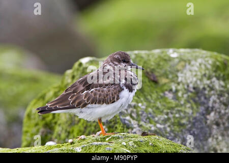 In Steenloper winterkleed Nederland, Voltapietre winterplumage in Paesi Bassi Foto Stock