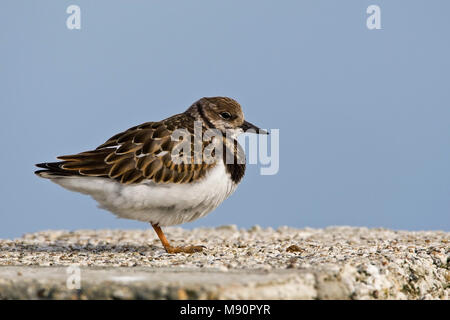 In Steenloper winterkleed Nederland, Voltapietre winterplumage in Paesi Bassi Foto Stock