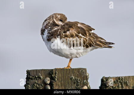 In Steenloper winterkleed Nederland, Voltapietre winterplumage in Paesi Bassi Foto Stock