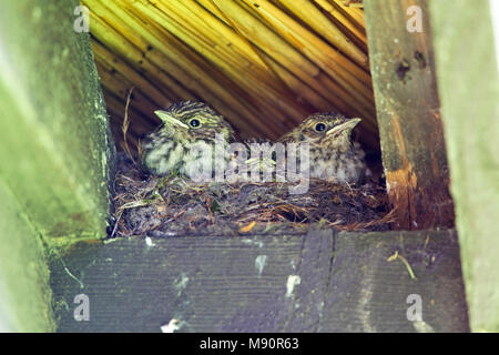 Grauwe Vliegenvanger drie kuikens op nest Nederland, Spotted Flycatcher tre pulcini a nido Paesi Bassi Foto Stock