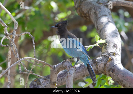 Stellers Gaai zittend nel braccio Californie USA, Steller Jay appollaiato a tree California USA Foto Stock