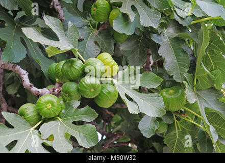 Cluster di maturazione di fichi sul fico e foglie di fico Foto Stock