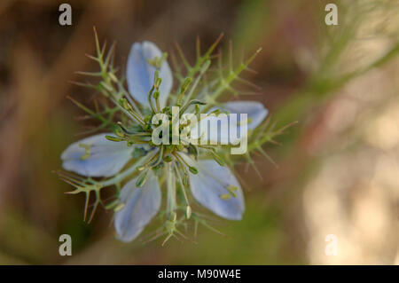 Nigella un bellissimo colore blu pallido fiore e pianta medicinale, crescente selvatici in Provenza, Francia. Foto Stock