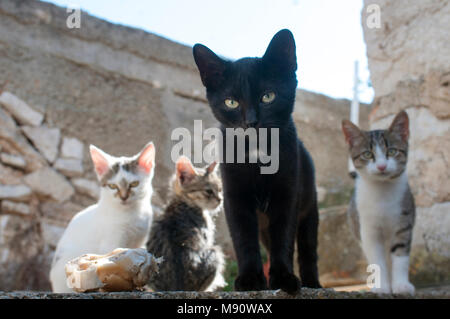 Tramp gatti Foto Stock