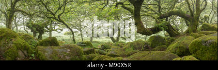 Fotografia panoramica di Wistman il legno SSSI nel Parco Nazionale di Dartmoor, Devon, Inghilterra. In estate (Luglio) 2017. Foto Stock