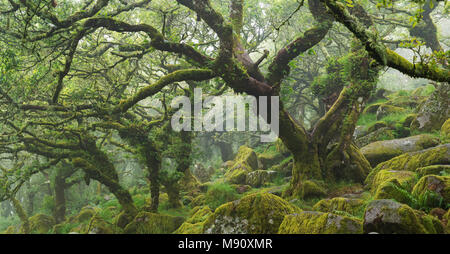 Twisted, moss alberi coperti nel misterioso Wistman il legno nel Parco Nazionale di Dartmoor, Devon, Inghilterra. In estate (Luglio) 2017. Foto Stock