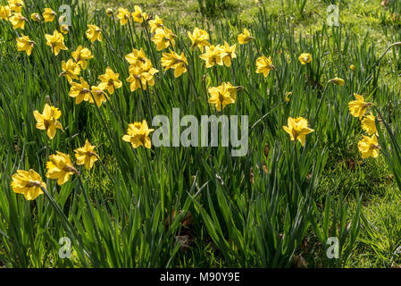 Springtime daffodils in Sefton Park Liverpool. Planted  to mark the Marie Curie Charity. Foto Stock