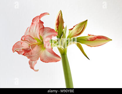 Close up di un Amaryllis (Amaryllidoideae),Hippeastrum, favola, con quattro gemme, uno che è completamente aperto, con un chiaro sfondo dietro Foto Stock