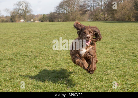 Un lavoro di Cocker Spaniel con tutti i piedi da terra mentre si esegue attraverso un campo sotto il sole Foto Stock