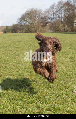 Un lavoro di Cocker Spaniel con tutti i piedi da terra mentre si esegue attraverso un campo sotto il sole Foto Stock