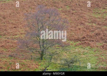 Albero singolo in un campo con una collina piena di bracken in background, England, Regno Unito Foto Stock