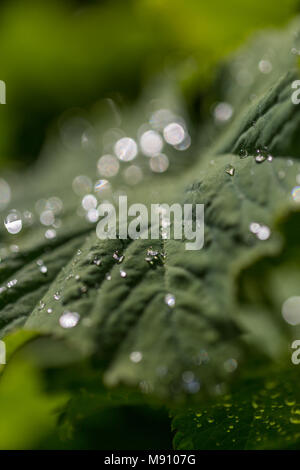 La foglia verde è coperto con gocce di rugiada. Foto Stock