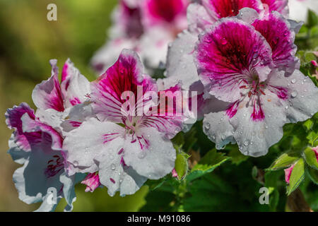 Fiori nel giardino estivo coperto con gocce di rugiada Foto Stock