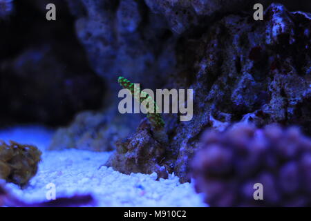 Acropora frag coral Foto Stock