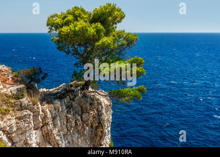 Pino crescente sul bordo di Telašćica scogliere all'isola croata di territorio di Dugi Otok vicino a Zadar Foto Stock