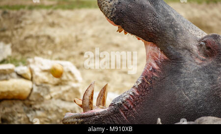 Hippo bocca di apertura Foto Stock