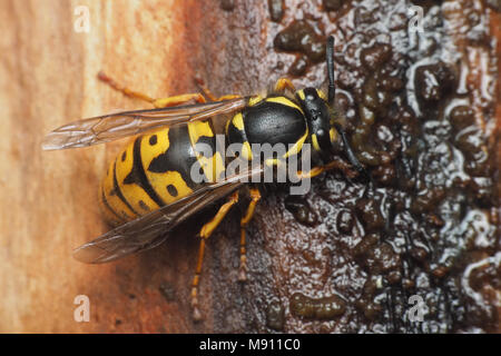 Vista dorsale di tedesco Wasp Queen (Vespula germanica) entra in modalità di ibernazione sotto corteccia di albero. Tipperary, Irlanda Foto Stock