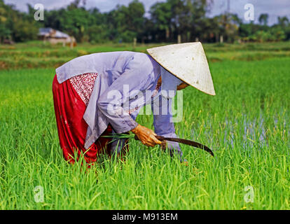 Campo di riso lavoratore, vicino Sagon, Vietnam del sud Foto Stock