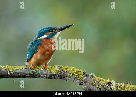 Ijsvogel jong zittend op tak; Kingfisher bambino seduto sul ramo. Foto Stock