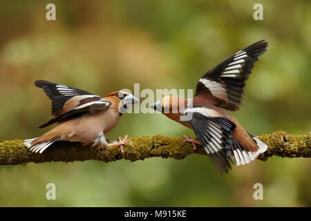 Appelvink mannen vechtend op stok, Hawfinch maschi combattimenti sul ramo Foto Stock