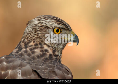 Havik, Nord astore, Foto Stock