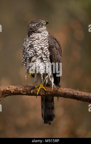 Havik zittend op tak, Nord Astore seduto su pearch, Foto Stock