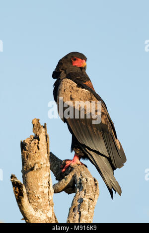 Bateleur zittend op boom; Bateleur Eagle seduta sul ramo Foto Stock