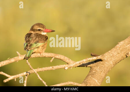 Bruinkapijsvogel jong zittend op tak, marrone-incappucciati Kingfisher bambino seduto sul ramo Foto Stock