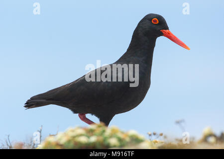 Afrikaanse Zwarte Scholekster, nero africano Oystercatcher Foto Stock