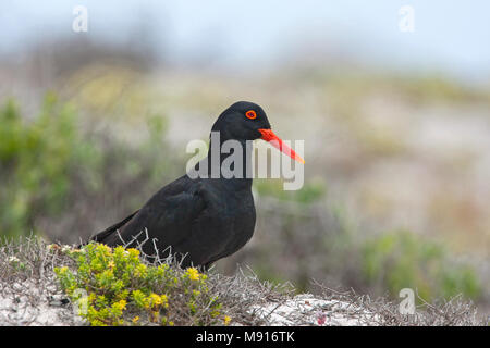 Afrikaanse Zwarte Scholekster, nero africano Oystercatcher Foto Stock