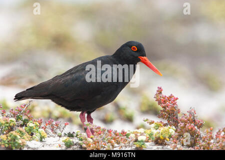 Afrikaanse Zwarte Scholekster, nero africano Oystercatcher Foto Stock