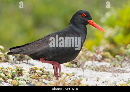 Afrikaanse Zwarte Scholekster, nero africano Oystercatcher Foto Stock