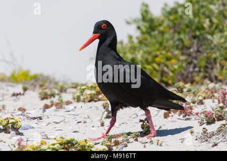 Afrikaanse Zwarte Scholekster, nero africano Oystercatcher Foto Stock