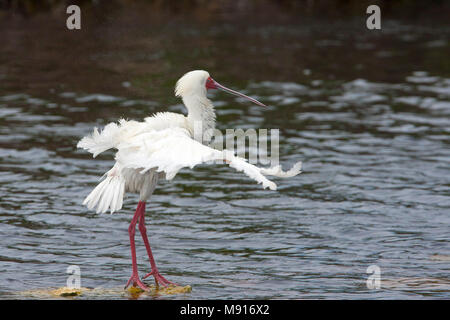 Veren verzorgende Afrikaanse Lepelaar, Preening platalea alba Foto Stock