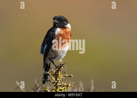 Mannetje Afrikaanse Roodborsttapuit, Maschio Stonechat africana Foto Stock