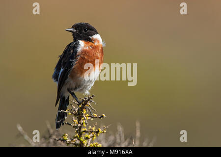 Mannetje Afrikaanse Roodborsttapuit, Maschio Stonechat africana Foto Stock