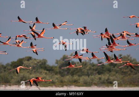 Rode Flamingo een groep in Messico vlucht, American Flamingo un gregge in volo Messico Foto Stock