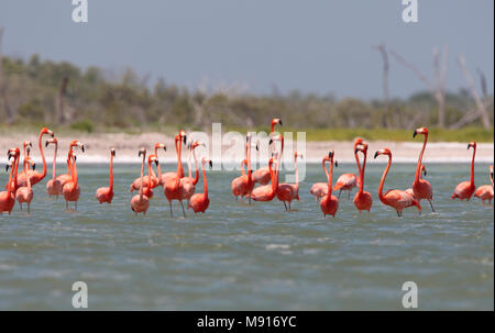 Rode Flamingo een groep Messico, American Flamingo un gregge Messico Foto Stock