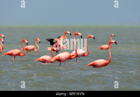 Rode Flamingo een groep wadend Messico, American Flamingo un gregge wading Messico Foto Stock