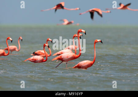 Rode Flamingo een groep wadend Messico, American Flamingo un gregge wading Messico Foto Stock