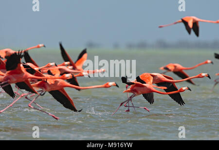 Rode Flamingo een groep opstijgend uit het acqua Messico, American Flamingo un gregge circa per il decollo da acqua Messico Foto Stock