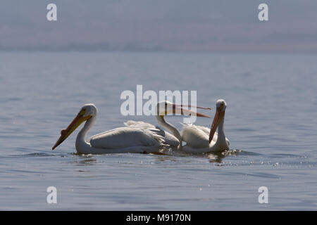 Witte Pelikanen zwemmend in de Salton Sea Californie USA, American pellicani bianchi nuoto in Salton Sea California USA Foto Stock