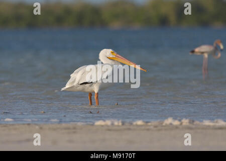 Witte Pelikaan staand op zandplaat Yucatan Messico, Americano bianco Pelican permanente al piatto di sabbia Yucatan Messico Foto Stock