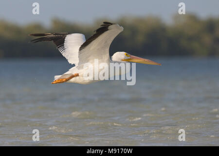 Witte Pelikaan in vlucht boven zee Yucatan Messico, Americano bianco Pelican in volo sopra il mare Yucatan Messico Foto Stock