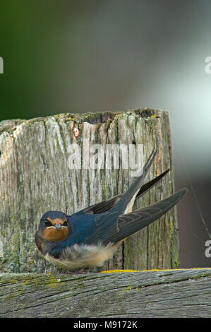 Barn Swallow seduto sulla staccionata in legno Paesi Bassi, Boerenzwaluw zittend op houten hek Nederland Foto Stock